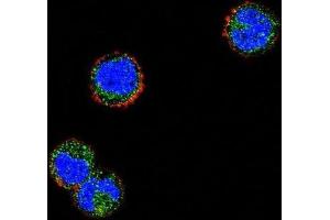 Immunofluorescence (IF) image for anti-Killer Cell Lectin-Like Receptor Subfamily C, Member 1 (KLRC1) antibody (ABIN2996826) (KLRC1 Antikörper)