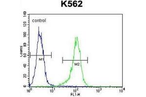 Flow cytometric analysis of K562 cells using LIPC / Hepatic lipase (Center) Cat. (LIPC Antikörper  (Middle Region))