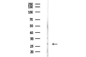 Western blot analysis of lysates from Mouse liver, using 14-3-3 zeta/delta Antibody at 1/1000 dilution.