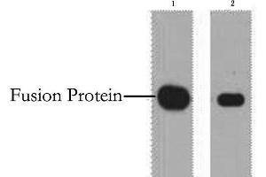 Western Blot analysis of 1 μg Myc fusion protein using Myc-Tag Monoclonal Antibody at dilution of 1) 1:5000 2) 1:10000. (Myc Tag Antikörper)