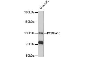 Western blot analysis of extracts of U-87MG cells, using PCDH antibody (ABIN7269733) at 1:1000 dilution. (PCDHA10 Antikörper  (AA 130-210))