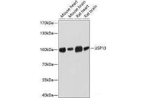 Western blot analysis of extracts of various cell lines using USP13 Polyclonal Antibody at dilution of 1:3000. (USP13 Antikörper)
