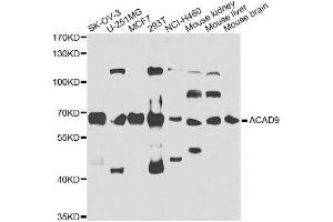 Western blot analysis of extracts of various cell lines, using ACAD9 antibody. (ACAD9 Antikörper  (AA 1-270))