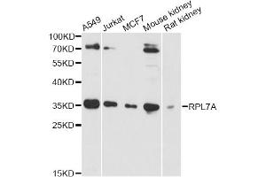 Western blot analysis of extracts of various cell lines, using RPL7A antibody (ABIN6290895) at 1:3000 dilution. (RPL7A Antikörper)