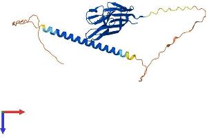 Protein Structure (PS) image for Tumor Necrosis Factor (Ligand) Superfamily, Member 13b (TNFSF13B) (AA 1-285) protein (His tag) (ABIN7555822)