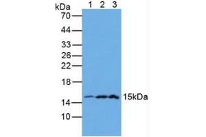 Figure. (Galectin 2 Antikörper  (AA 1-132))