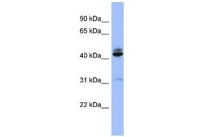 WB Suggested Anti-SH3GL1 Antibody Titration: 0.