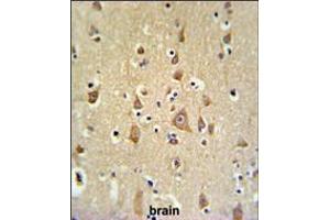 FAM44B Antibody IHC analysis in formalin fixed and paraffin embedded brain tissue followed by peroxidase conjugation of the secondary antibody and DAB staining. (BOD1 Antikörper  (C-Term))