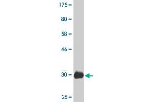 Western Blot detection against Immunogen (30. (UBE2K Antikörper  (AA 1-40))