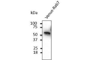 Western Blotting (WB) image for anti-Green Fluorescent Protein (GFP) antibody (ABIN6254149)
