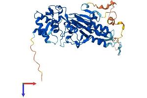 SMAD9 Protein (AA 1-430) (His tag)