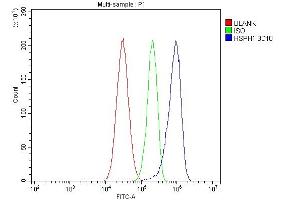Flow Cytometry analysis of HepG2 cells using anti-HSPH1 antibody (ABIN7602237). (HSPH1 Antikörper  (AA 653-858))