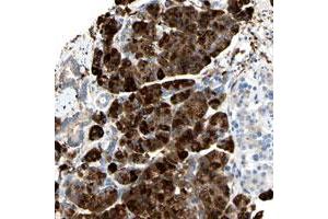 Immunohistochemical staining of human pancreas with NCBP2L polyclonal antibody  shows strong cytoplasmic positivity in exocrine glandular cells at 1:200-1:500 dilution. (NCBP2L Antikörper)