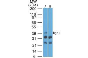 Image no. 1 for anti-Interferon Inducible GTPase 1 (IIGP1) (AA 325-375) antibody (ABIN960222) (IIGP1 Antikörper  (AA 325-375))