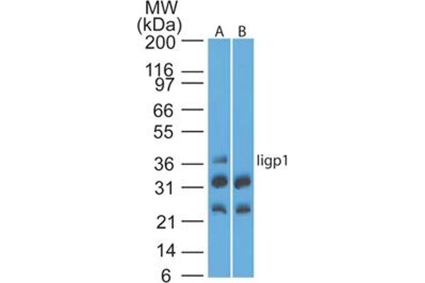 IIGP1 antibody  (AA 325-375)