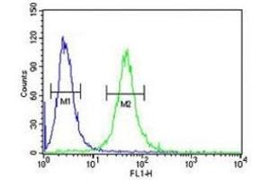 GATA2 antibody flow cytometric analysis of 293 cells (green) compared to a negative control (blue). (GATA2 Antikörper  (AA 262-288))