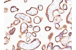 Formalin-fixed, paraffin-embedded human Placenta stained with hCG alpha Mouse Monoclonal Antibody (HCGa/53). (CGA Antikörper)