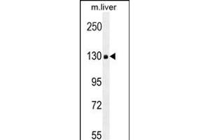 COL18A1 Antibody (Center) (ABIN654663 and ABIN2844359) western blot analysis in mouse liver tissue lysates (35 μg/lane). (COL18A1 Antikörper  (AA 1311-1339))