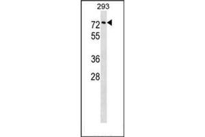 Western blot analysis of Copine-3 Antibody (C-term) in 293 cell line lysates (35ug/lane). (Copine III Antikörper  (C-Term))