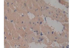 Immunohistochemistry (IHC) image for anti-Intercellular Adhesion Molecule 2 (ICAM2) (AA 29-247) antibody (ABIN7442924)