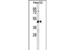 Western blot analysis in HepG2 cell line lysates (35ug/lane). (CDR2 Antikörper  (C-Term))