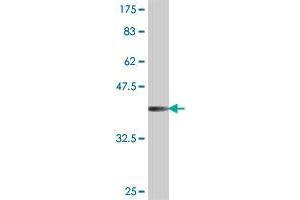 Western Blotting (WB) image for anti-SHC (Src Homology 2 Domain Containing) Transforming Protein 2 (SHC2) (AA 718-829) antibody (ABIN565159)