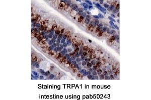 Image no. 2 for anti-Transient Receptor Potential Cation Channel, Subfamily A, Member 1 (TRPA1) (AA 1-100), (N-Term) antibody (ABIN363552) (TRPA1 Antikörper  (N-Term))