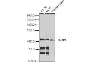 Western blot analysis of extracts of various cell lines, using RBBP8 antibody (ABIN6127724, ABIN6146750, ABIN6146751 and ABIN6214357) at 1:1000 dilution. (Retinoblastoma Binding Protein 8 Antikörper  (AA 1-300))