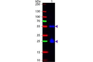 Western Blot of Fluorescein Sheep Anti-Mouse IgG secondary antibody. (Schaf anti-Maus IgG (Heavy & Light Chain) Antikörper (FITC) - Preadsorbed)