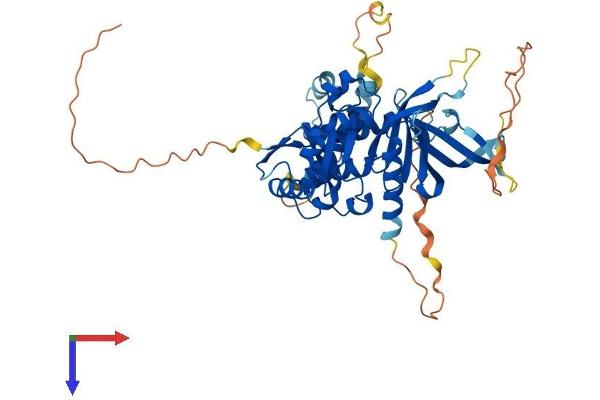 FRMD8 Protein (AA 1-466) (His tag)
