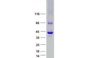 Western Blotting (WB) image for Acyl-CoA Thioesterase 7 (ACOT7) protein (Myc-DYKDDDDK Tag) (ABIN2714329)