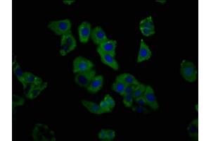 Immunofluorescence staining of HepG2 cells with ABIN7154230 at 1:333, counter-stained with DAPI. (C1GALT1 Antikörper  (AA 34-143))