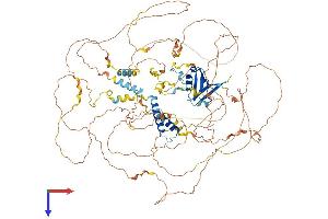 SYNPO2L Protein (AA 1-975) (His tag)