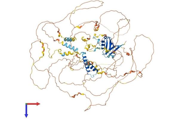 SYNPO2L Protein (AA 1-975) (His tag)