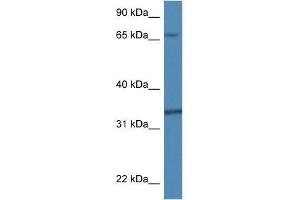 Western Blot showing Tbcb antibody used at a concentration of 1.