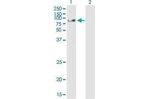 Western Blotting (WB) image for anti-Checkpoint with Forkhead and Ring Finger Domains (CHFR) (AA 1-652) antibody (ABIN565913)
