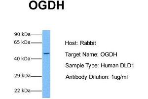Host: Rabbit Target Name: OGDH Sample Tissue: Human DLD1 Antibody Dilution: 1.