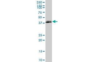 HLA-B MaxPab polyclonal antibody. (HLA-B Antikörper  (AA 1-362))