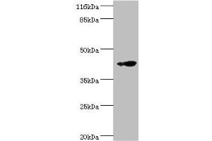 Western blot All lanes: RNF133 antibody at 2 μg/mL + K562 whole cell lysate Secondary Goat polyclonal to rabbit IgG at 1/10000 dilution Predicted band size: 43 kDa Observed band size: 43 kDa (RNF133 Antikörper  (AA 65-167))