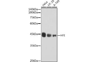 Western blot analysis of extracts of various cell lines, using HFE antibody (ABIN7267606) at 1:1000 dilution. (HFE Antikörper)