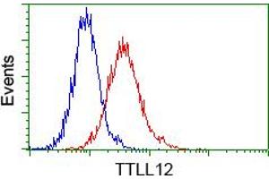Image no. 5 for anti-Tubulin tyrosine Ligase-Like Family, Member 12 (TTLL12) antibody (ABIN1499032) (TTLL12 Antikörper)