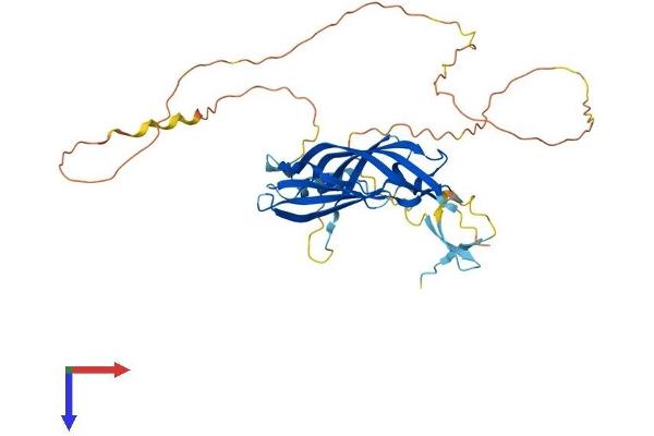 FAM102A Protein (AA 1-384) (His tag)