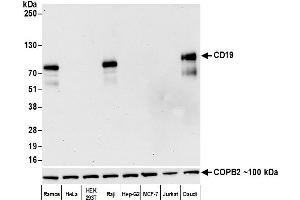Western Blotting (WB) image for anti-CD19 Molecule (CD19) (AA 21-291) antibody (ABIN7449425)