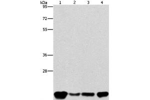 Western Blot analysis of A549, K562, hela and hepG2 cell using PEBP1 Polyclonal Antibody at dilution of 1:400 (PEBP1 Antikörper)