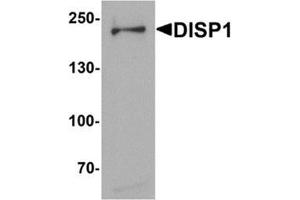 Western blot analysis of DISP1 in 3T3 cell lysate with DISP1 Antibody at (A) 1 and (B) 2 µg/ml. (DISP1 Antikörper  (N-Term))