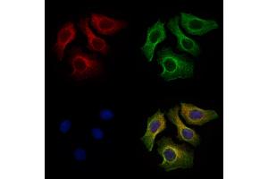 ABIN7094642 and ABIN7098692 staining Hela cells by IF/ICC.
