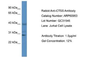 Western Blotting (WB) image for anti-Cathepsin S (CTSS) (N-Term) antibody (ABIN2788630) (Cathepsin S Antikörper  (N-Term))