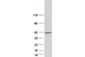 Validation with Western Blot (MBNL1 Protein (Transcript Variant 7) (Myc-DYKDDDDK Tag))