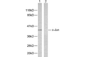Western blot analysis of extracts from HeLa cells using c-Jun (Ab-243) antibody (#B7130). (C-JUN Antikörper  (Ser243))