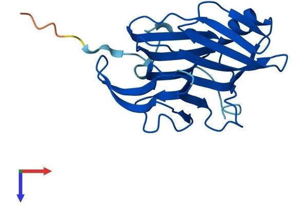 C16orf80 Protein (AA 1-193) (His tag)